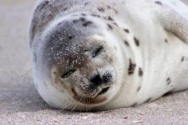 Adorable Seal on the Beach in Point Pleasant
