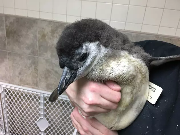 Baby Penguins Update from Jenkinson&#8217;s