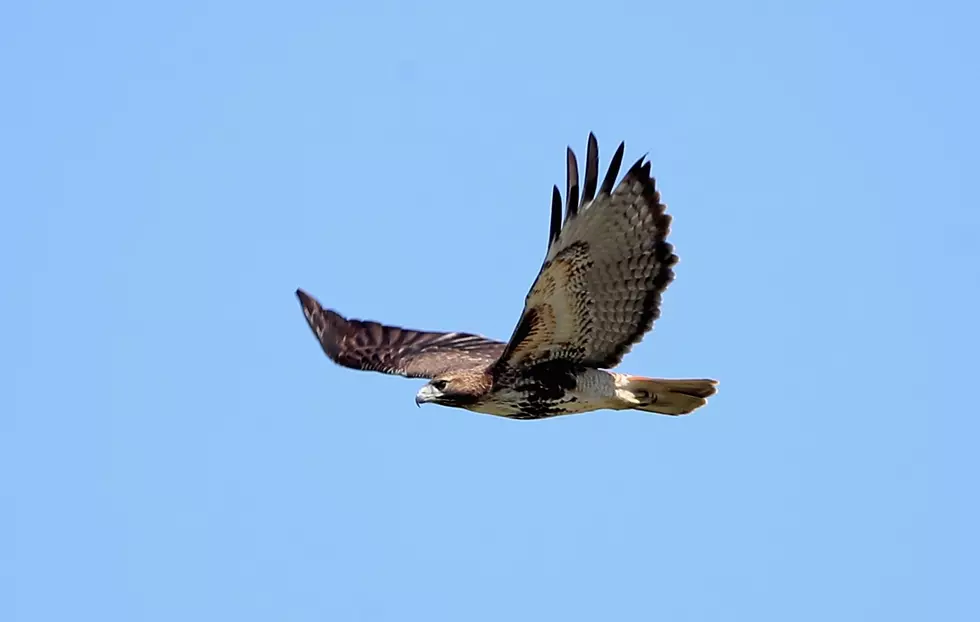 Animal Clinic Reissues Hawk Warning After Another Dog Injury