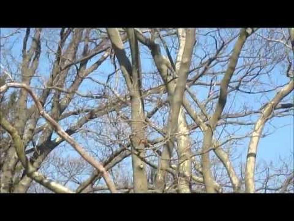 Bald Eagle Nests in Wall Township