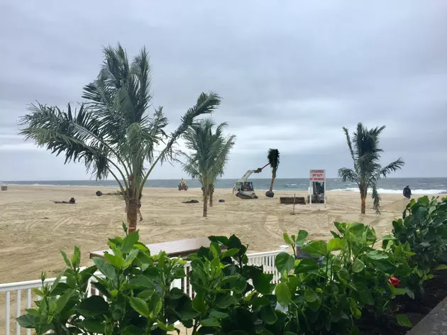 Palm Trees Go Up: Sure Sign of Summer in Point