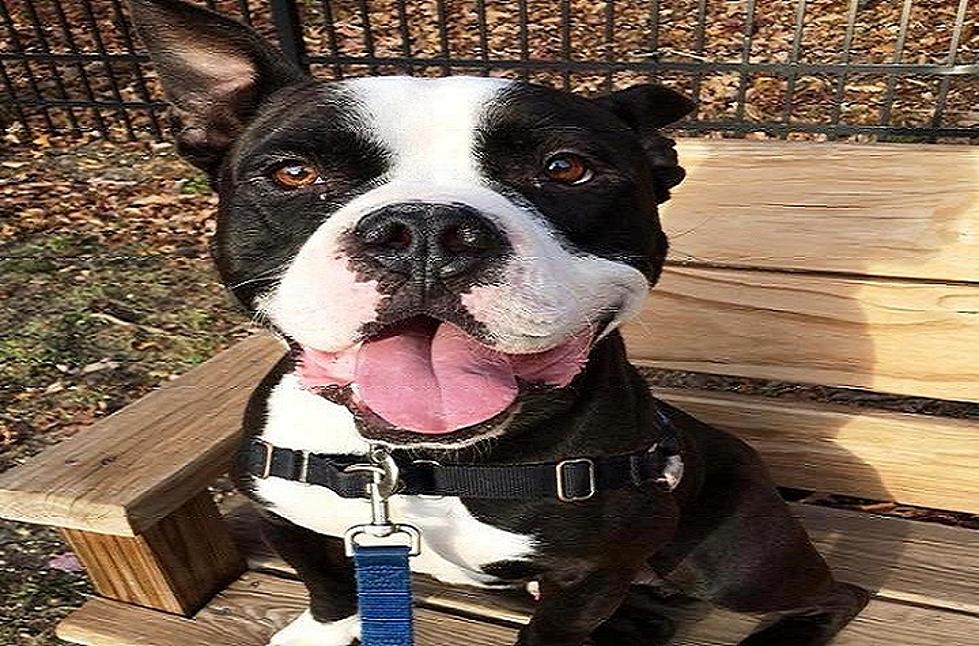 This Stray is a Boston Terrier Mix in Need of a Forever Home