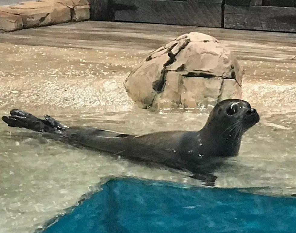 Meet the New Seal at Jenkinson’s Aquarium!