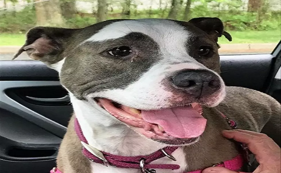Point Pet Of The Week – Meet Rosie