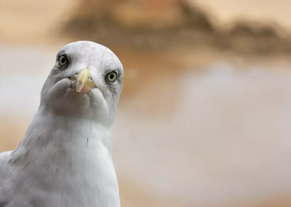 Why Do Adorable Sea Gulls Have Such A Bad Reputation At The Shore?
