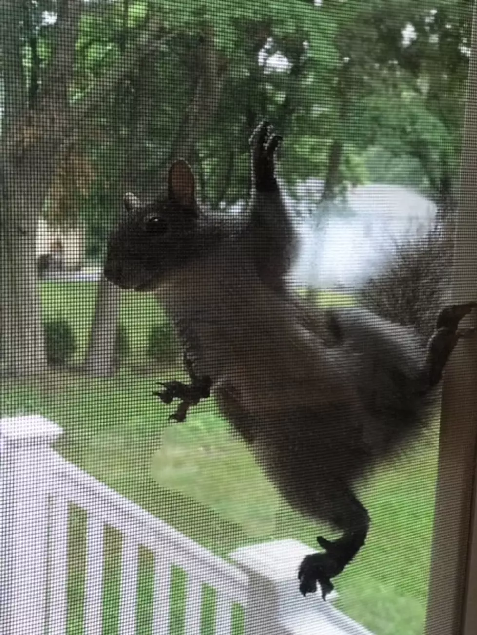 Squirrel Invastion at the Jersey Shore!
