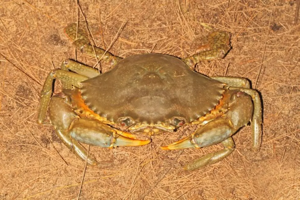 Mud Crabs at the Jersey Shore