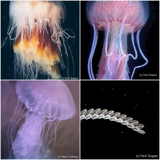 The True Facts About Jellyfish at the Jersey Shore
