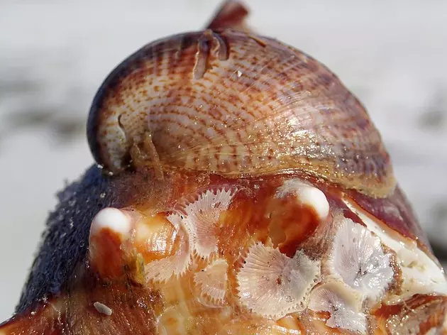 Slipper Snails Along the Jersey Shore