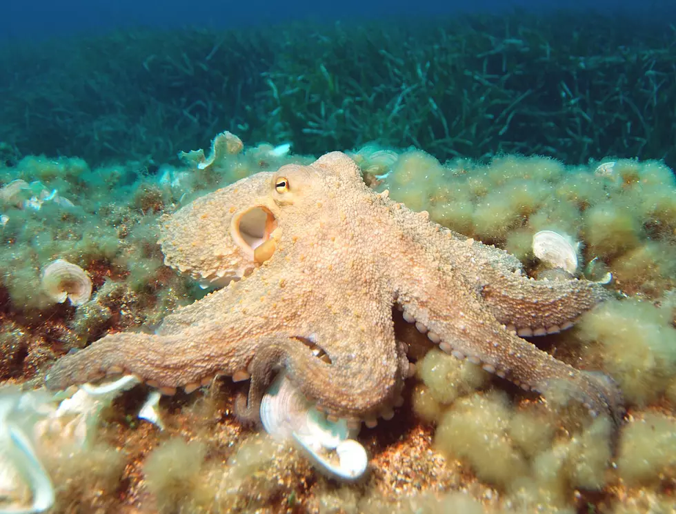 The Octopus — 8 Crazy Facts!