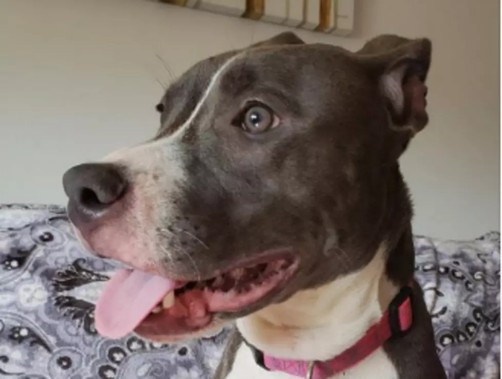 Dog Left to Die is Looking for a New Forever Home
