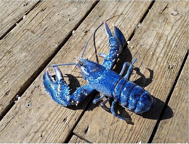 Blue Lobster at the Jersey Shore and Other Cool Facts