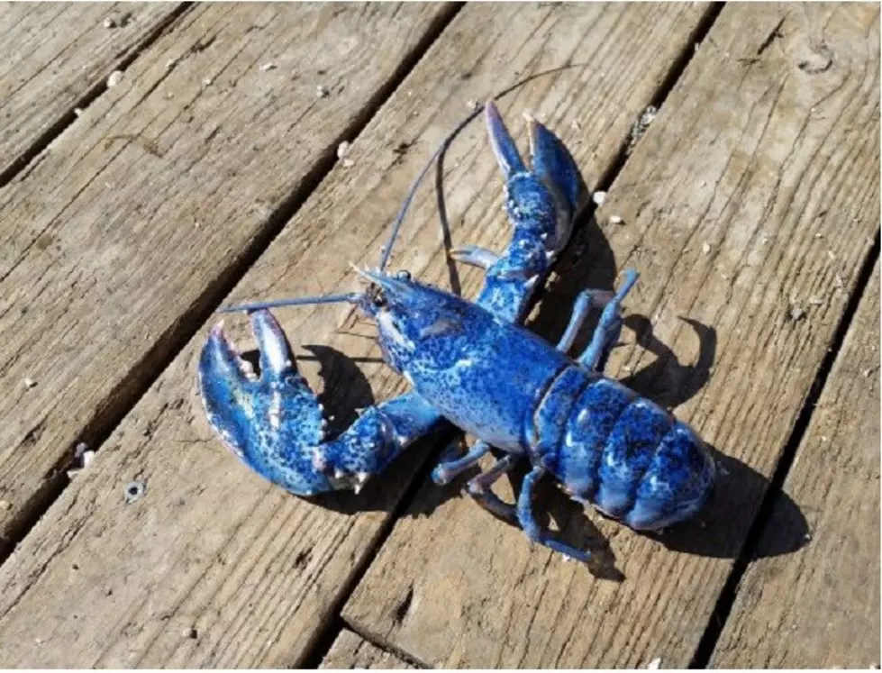 Blue Lobster at the Jersey Shore and Other Cool Facts
