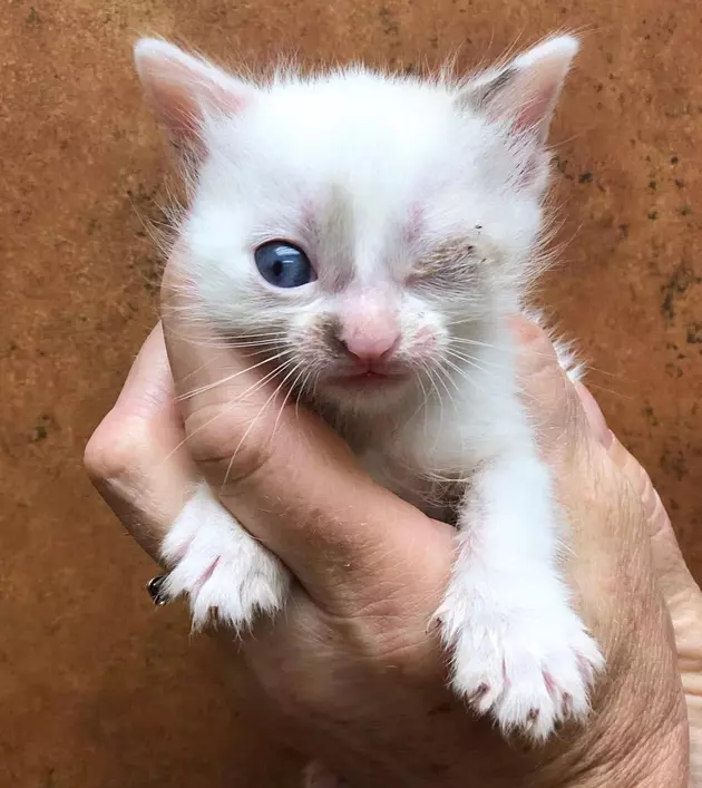 50+ Cats and Kittens Saved From Horror in Howell
