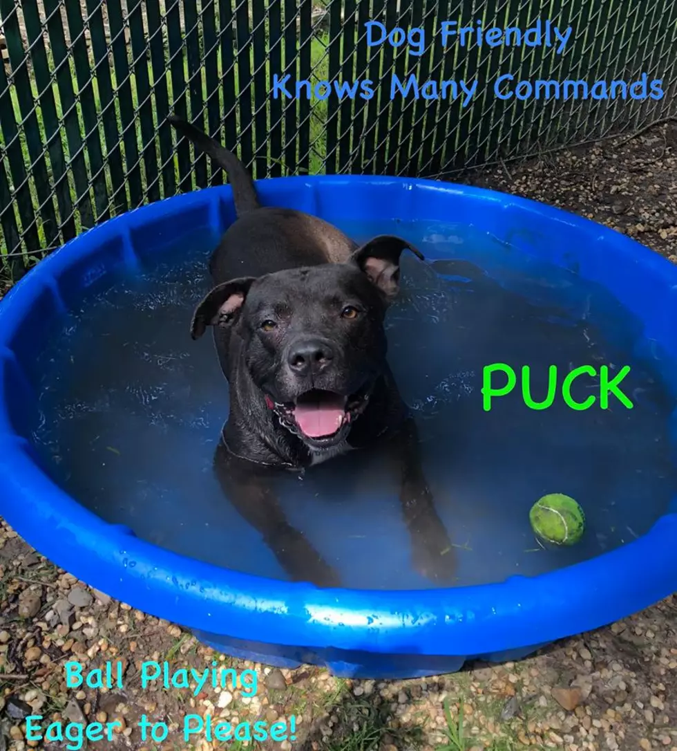An Awesome Lab-Mix Named Puck