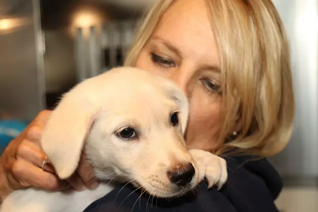 MCSPCA Rescues Hurricane Pups