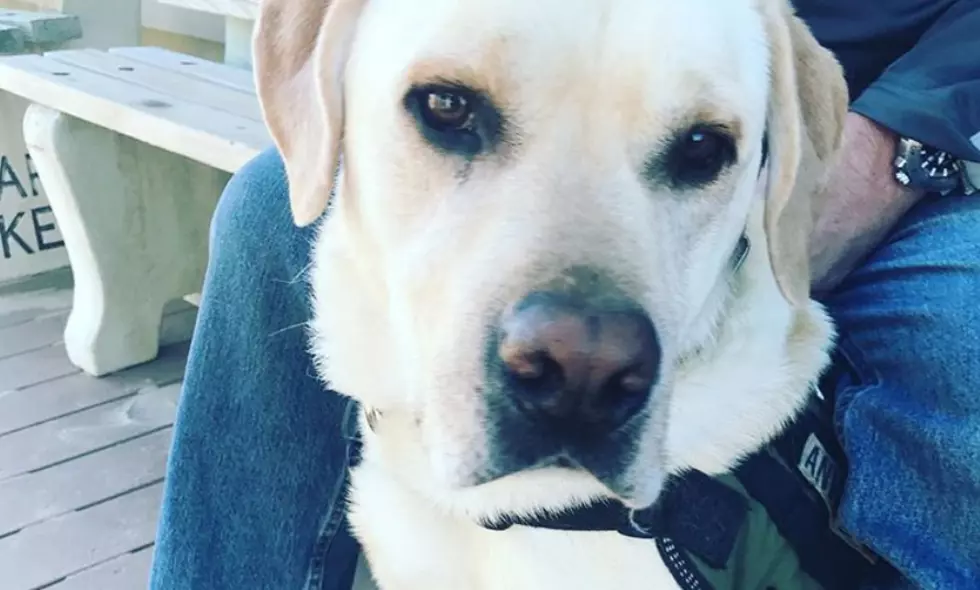 This Amazing Dog Saved a Manasquan, NJ Man’s Life