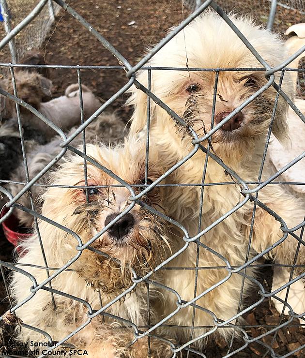 MCSPCA Spent Yesterday Rescuing Dogs from a Deplorable, Disgusting Situation