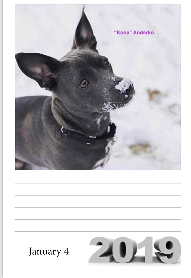 Calendars from Your Pet Photos