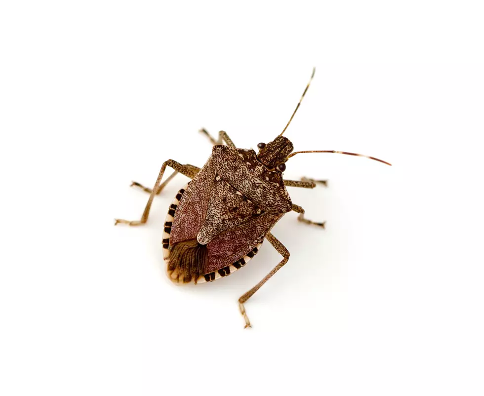 Good News! The Cold Temps May Have Killed off Most Stink Bugs