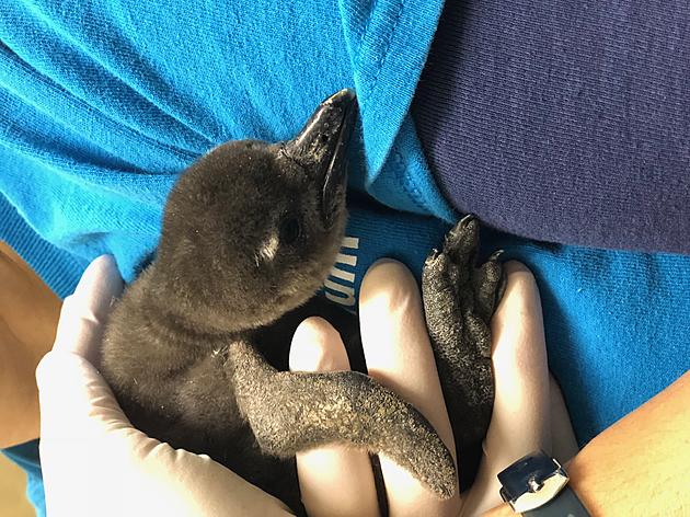 Newborn Baby Penguin at Jenkinson&#8217;s Aquarium