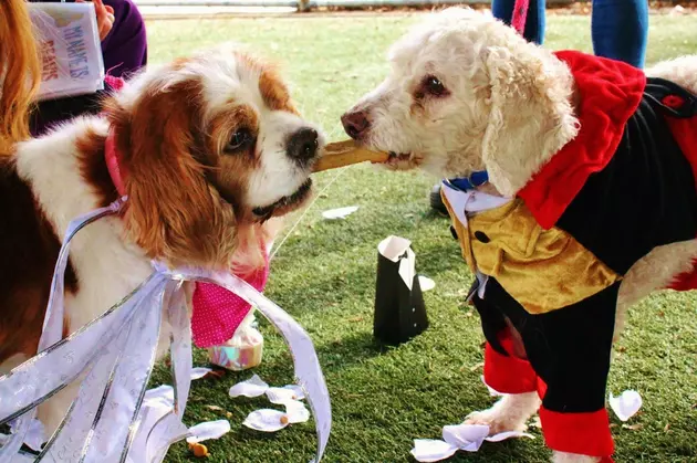 Help Save This Special Couple&#8217;s Doggie Marriage
