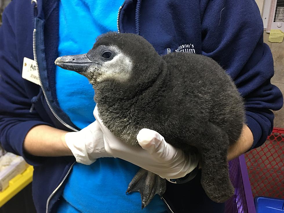 You Voted and Jenk&#8217;s Has Chosen the Baby Penguin&#8217;s Name