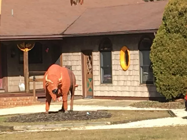 Why Is There a Bull on this Middletown Front Lawn?