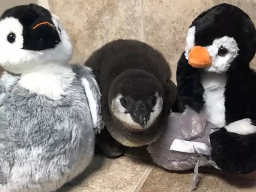 Which Baby Penguin is Real?!