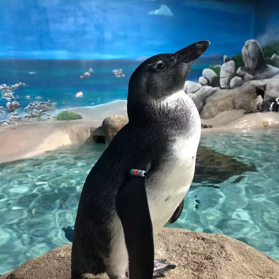 Baby Penguin Now on Display at Jenk’s Aquarium