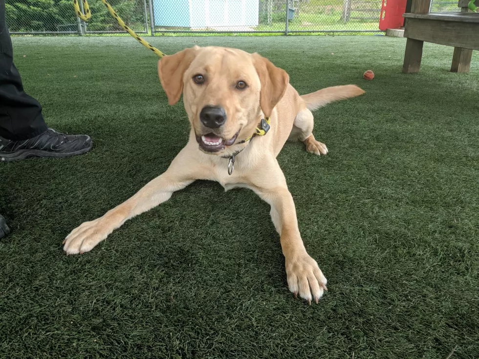 1-Year Old Lab Got a Rough Start to Life; Needs Home