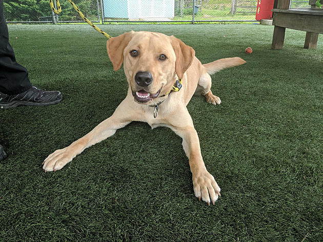 1-Year Old Lab Got a Rough Start to Life; Needs Home