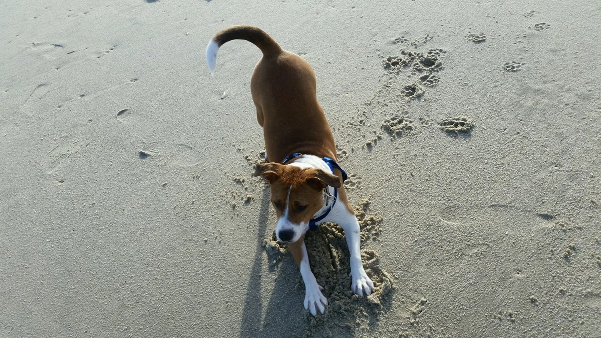 8 Dog-Friendly Beaches At The Jersey Shore