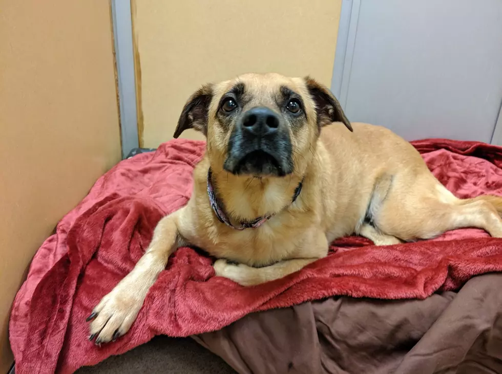 Special-Needs Dog Surrendered to the Shelter
