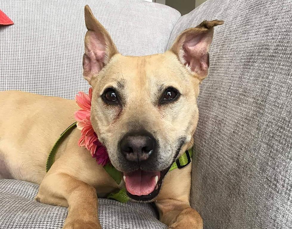 Dying Dog is Getting Bucket List Adventures at the Jersey Shore