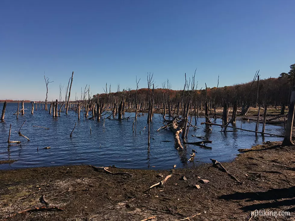 Update: Algae Bloom Linked to 3 Dog Deaths in north carolina