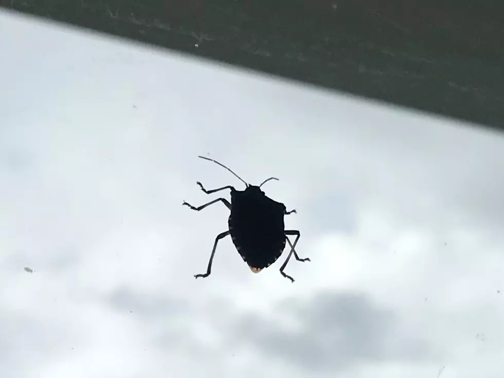 &#8216;Tis the Season for Stink Bugs