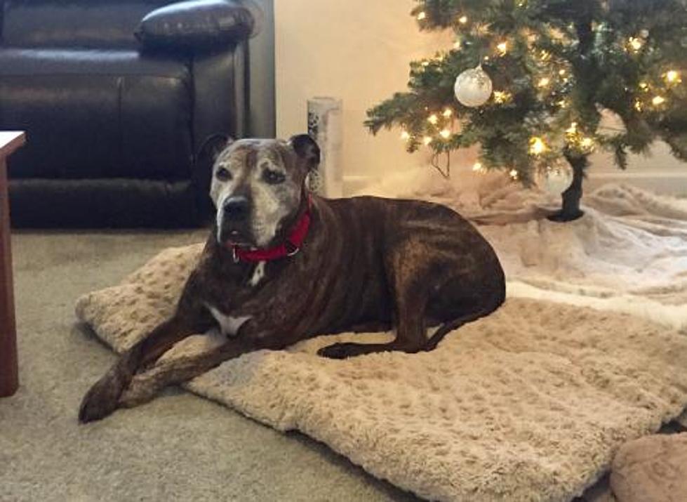 This Sweet Dog&#8217;s Owner Died While Serving in Afghanistan