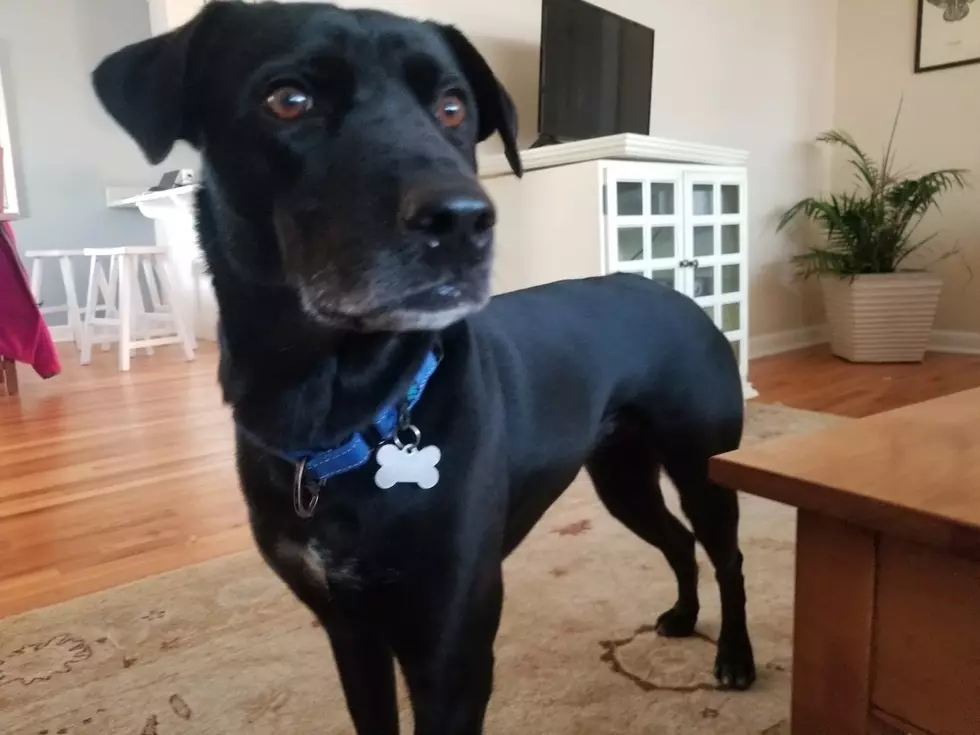 Sweet Lab Searching for Family that Left Her Behind