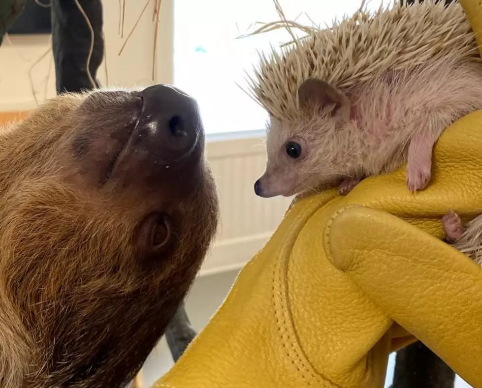 When Wally Met the Cutest New Member of Jenk’s Aquarium