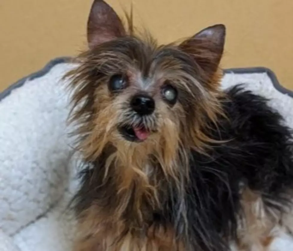 Who Abandons a 15-Year Old Dog? Please Take Him Home