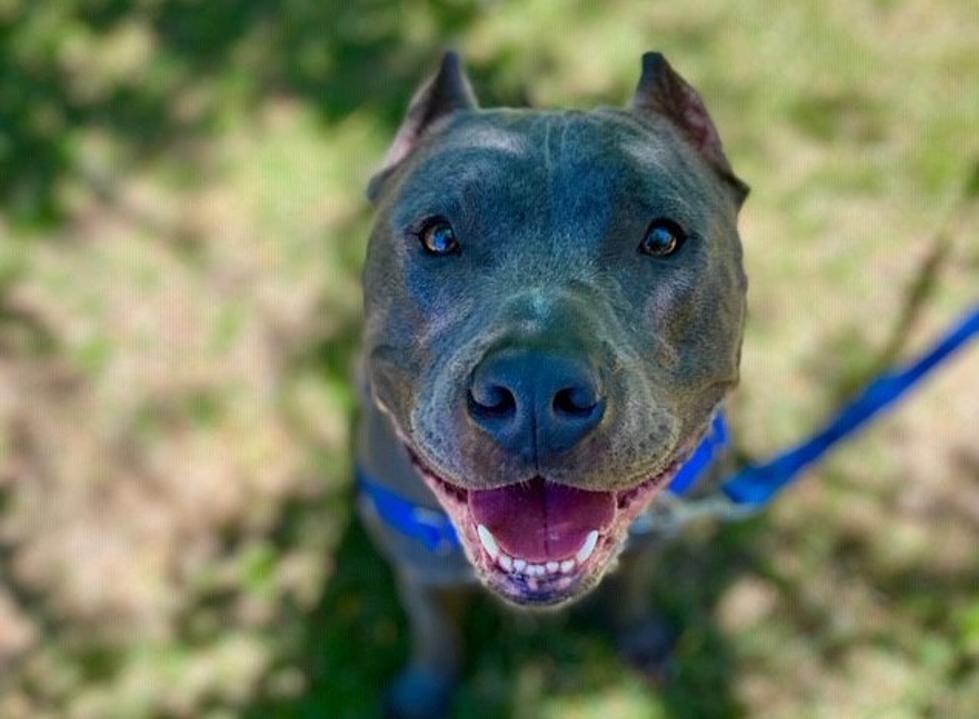 This Strong Boy Is 82 Pounds of Love & Needs A Forever Home