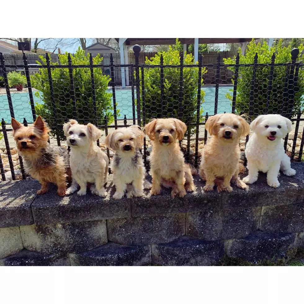 Look! 50 Adorable New Jersey Dogs that Are So Cute they Will Make You Melt