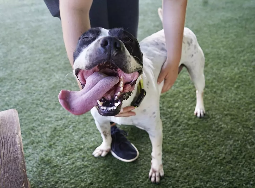 Happiness is a Lolling Tongue…and a Forever Home