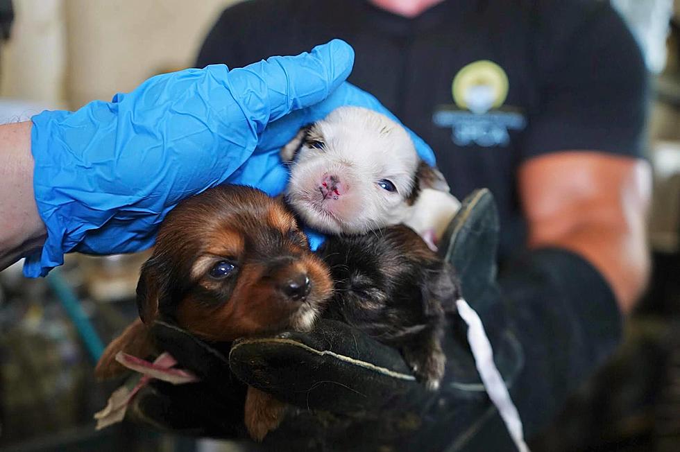 Over 60 Dogs Rescued from Hoarder in Belford; Please Help