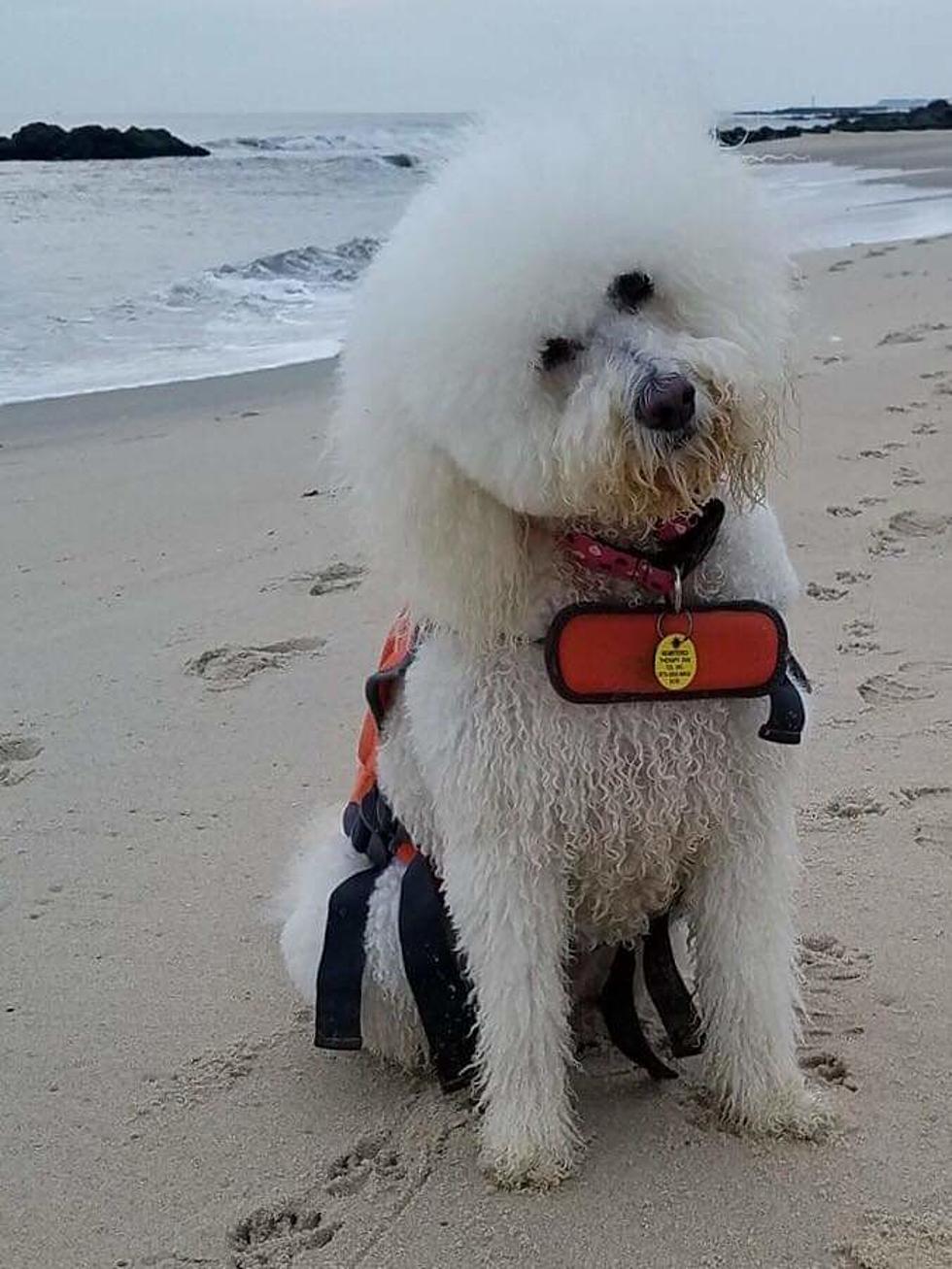 Dog Rescued From Rip Current in Spring Lake Now Tells Her Tale