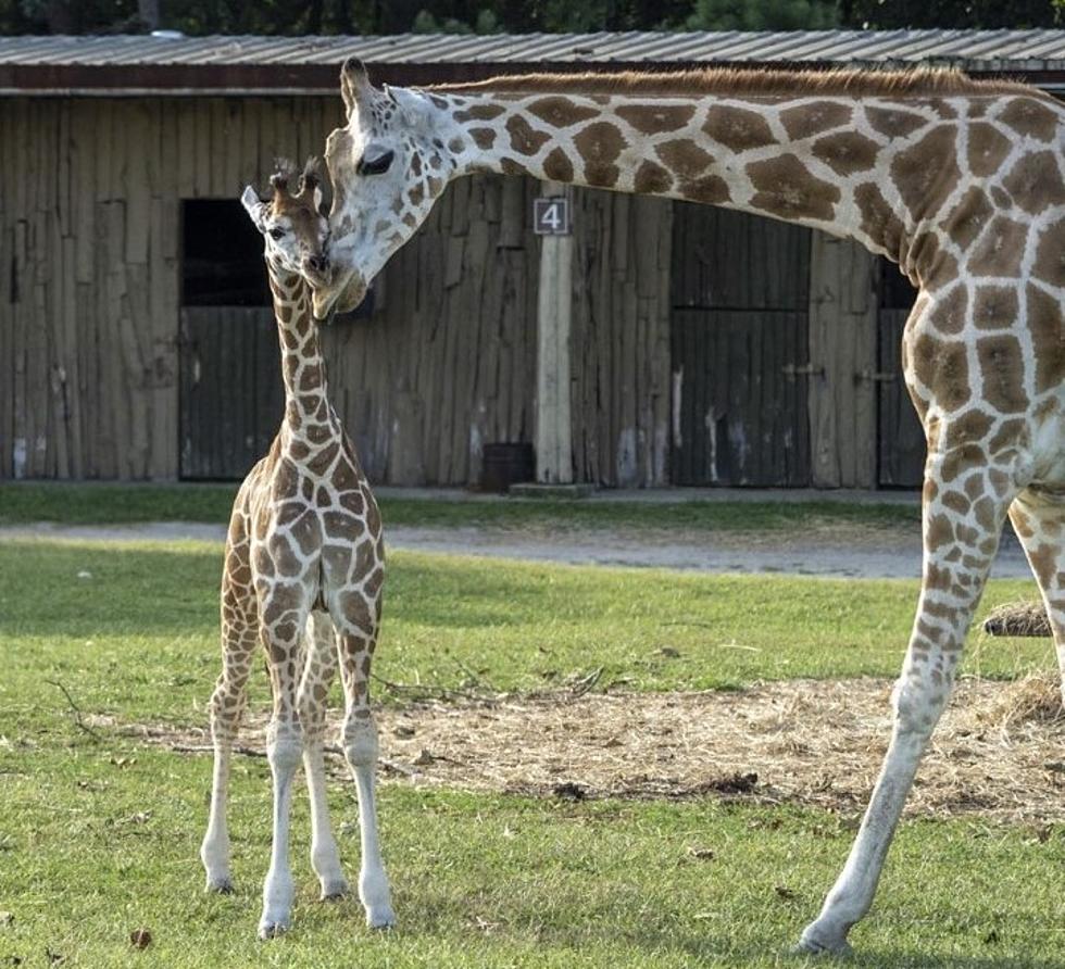 Baby Giraffe at Six Flags Safari: What Could Be Cuter?