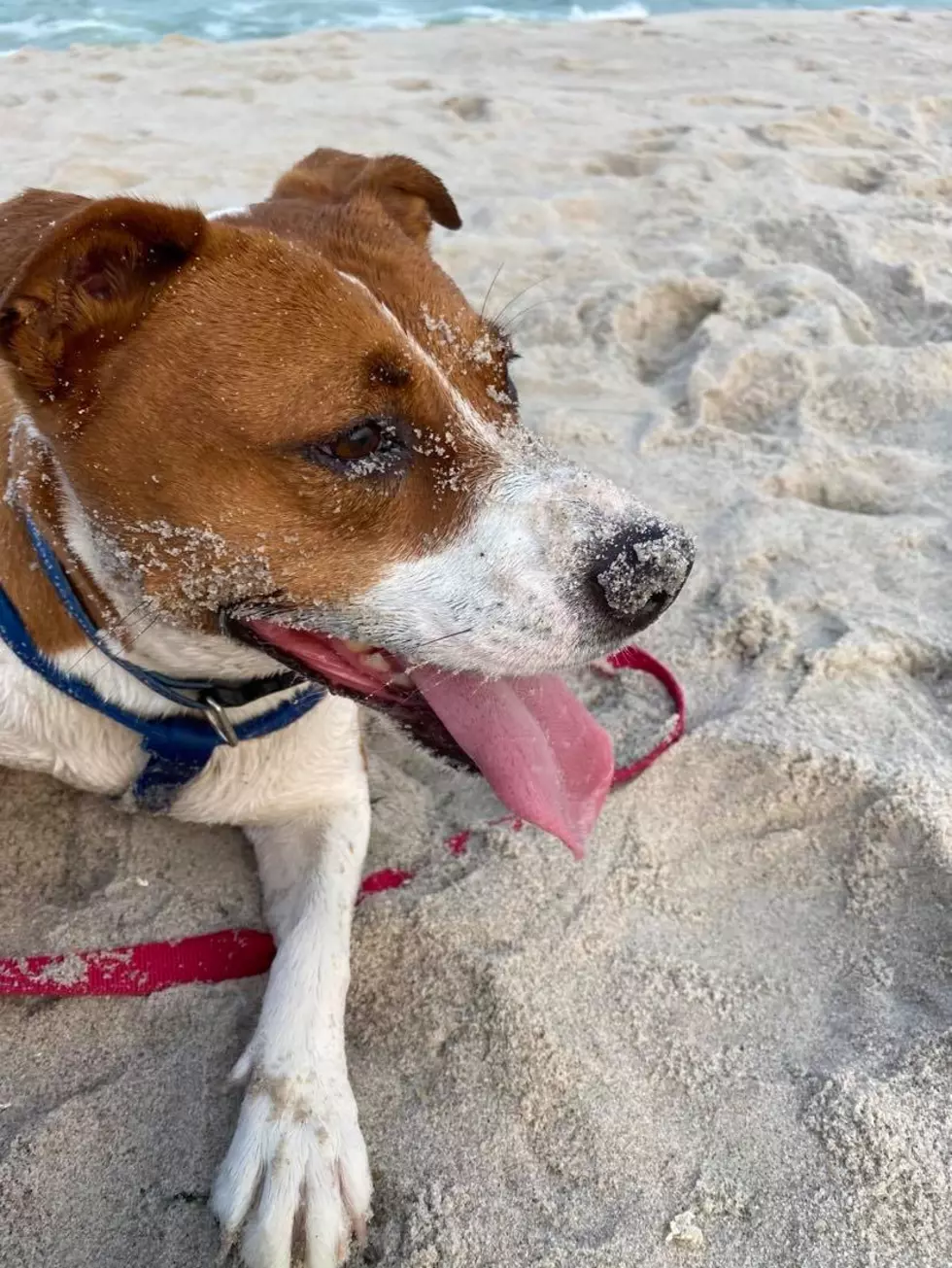 I Think Dogs Should Be Allowed On Our Jersey Shore, NJ Beaches During The Off Season!