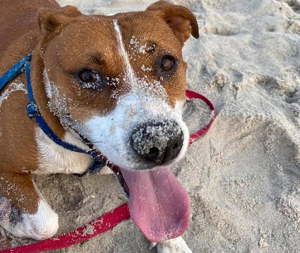 Dogs Should Be Allowed On Jersey Shore Beaches In The Off Season!