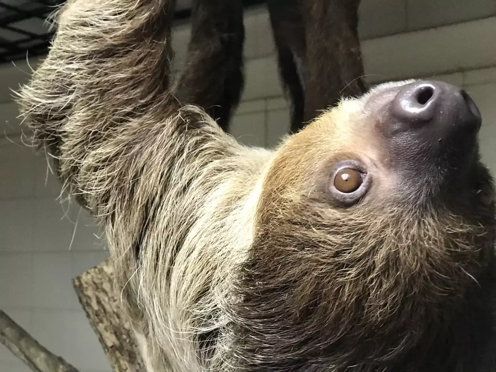 6 Life Lessons I Learned from Wally the Sloth